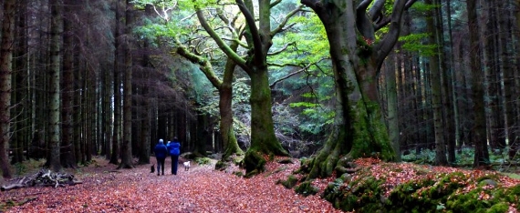 An image relating to Dog Walking
