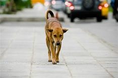 Stray dog