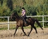 horse and rider