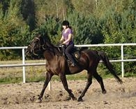 horse and rider