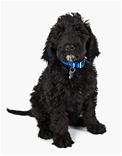 Labradoodle dog