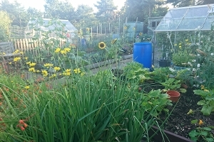 Deans Meadow