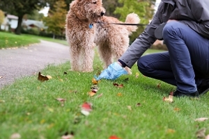 Pet Excrement e.g. cat, dog, rabbit