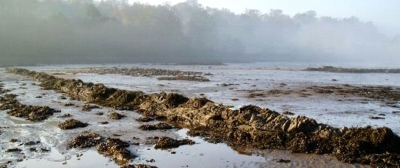 17 Hopetoun Shore near Hopetoun House by South Queensferry