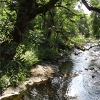 31 Carribber Glen on the River Avon near Linlithgow