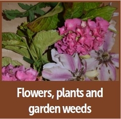 Flowers, plants and weeds image