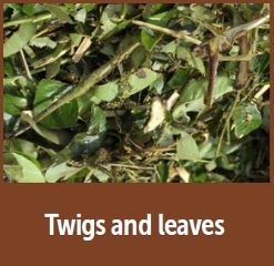 twigs and leaves image