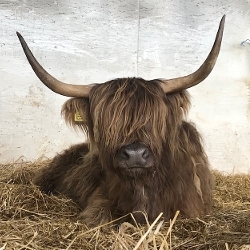 An image relating to Animal Attraction