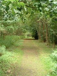 Polkemmet - Barracks Wood