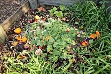 Compost Heap - Food Waste