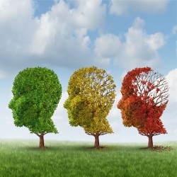 Brain ageing
