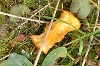 Apple core litter in grass