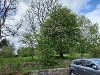 Ash Tree