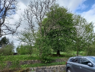 Ash Tree