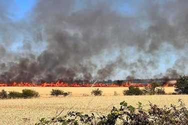 Camilty Wildfire