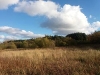 Blaeberry 1