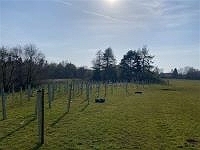 Urban Forestry Photo 1
