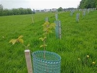 Urban Forestry Photo 2