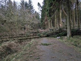 Trees Blown Down