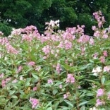 Himalayan Balsam