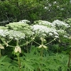 Giant Hogweed