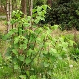 Japanese Knotweed