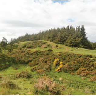 Ravencraig Woodland