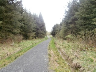 Knowes Colliery Woodland