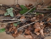 Small branches and twigs, leaves and real Christmas trees