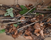 Small branches and twigs, leaves and real Christmas trees